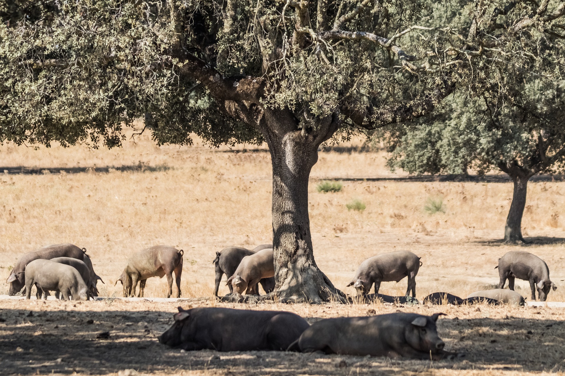El secreto del sabor del cerdo ibérico: una combinación de genética y naturaleza