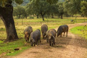 Cerdo ibérico