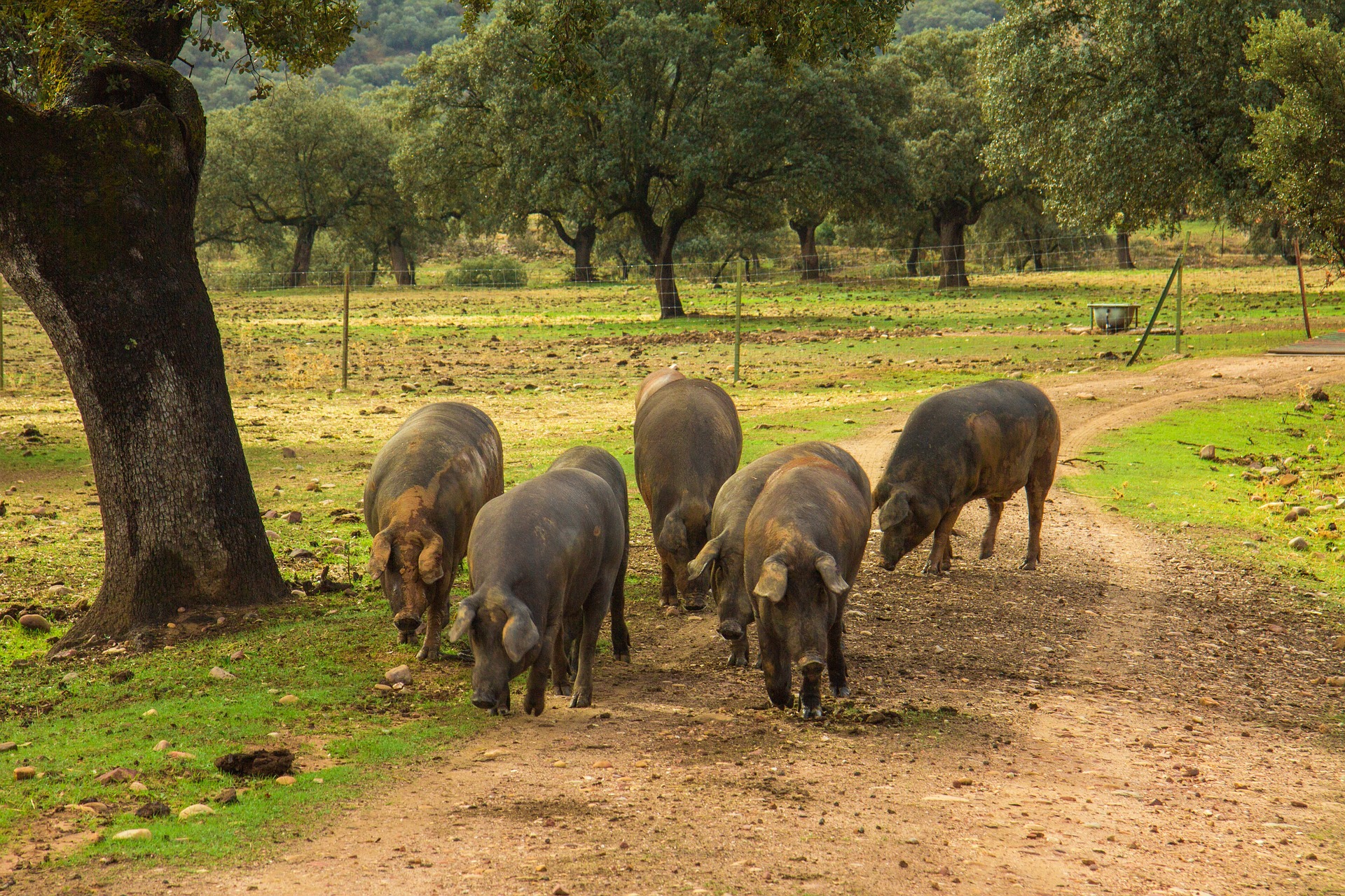 Mitos y realidades sobre el cerdo ibérico y sus productos