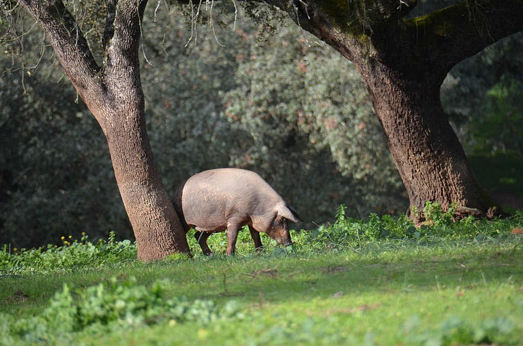 El papel del cerdo ibérico en la economÃa rural española