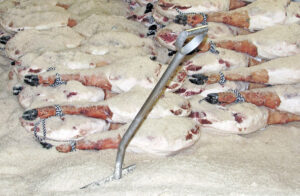 Salazón del jamón