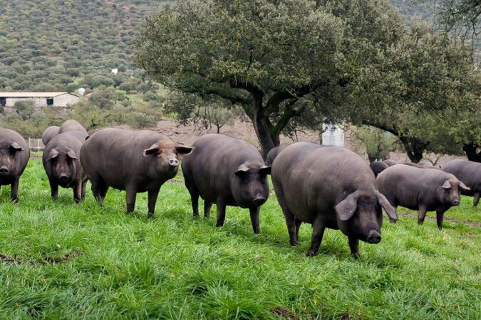 Bienestar animal en la cría del cerdo ibérico: una evolución hacia el respeto