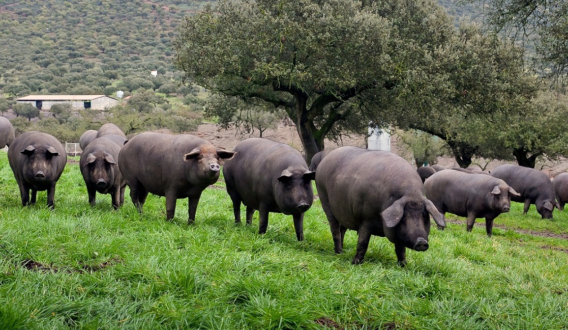 Bienestar animal en la crÃa del cerdo ibérico: una evolución hacia el respeto