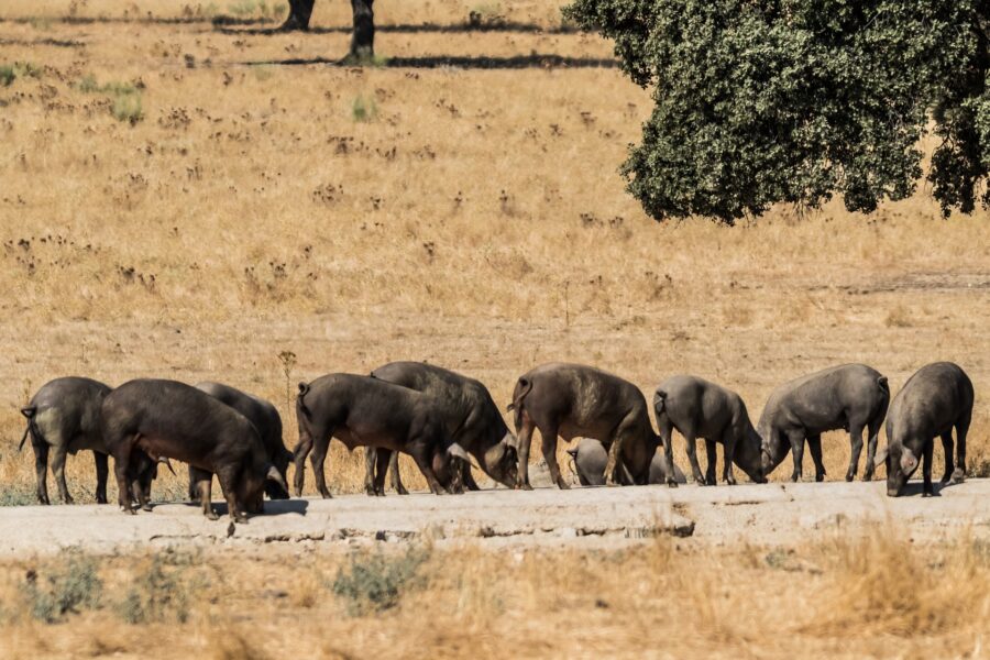 El papel del cerdo ibérico en la economÃa rural española
