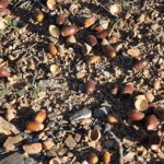bellotas en el suelo