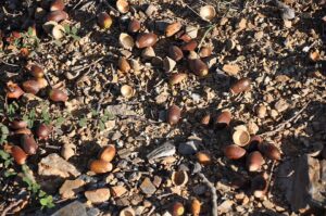 bellotas en el suelo