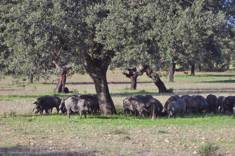 La adaptación del cerdo ibérico a la agricultura regenerativa