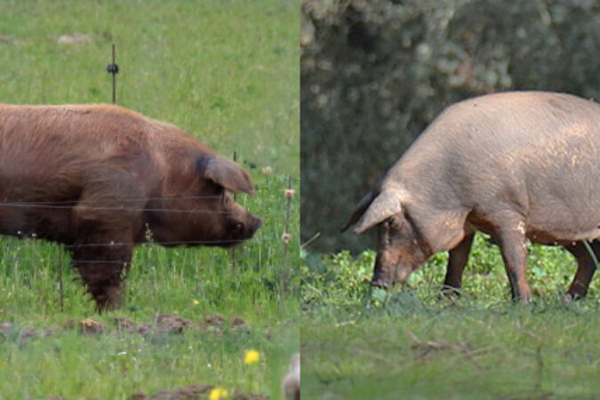 Diferencias entre el cerdo ibérico puro y los cruces
