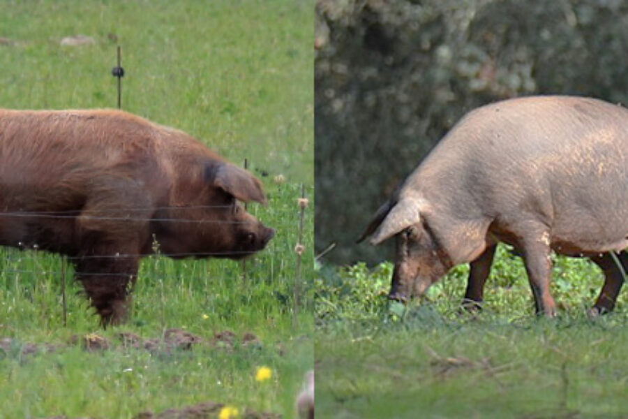 Diferencias entre el cerdo ibérico puro y los cruces